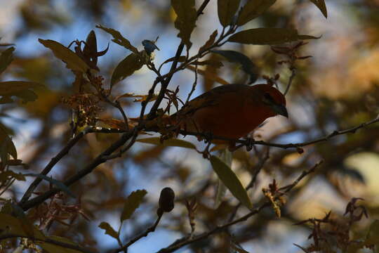 Image of Red Tanager