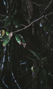 Image of Coppery Brushtail Possum