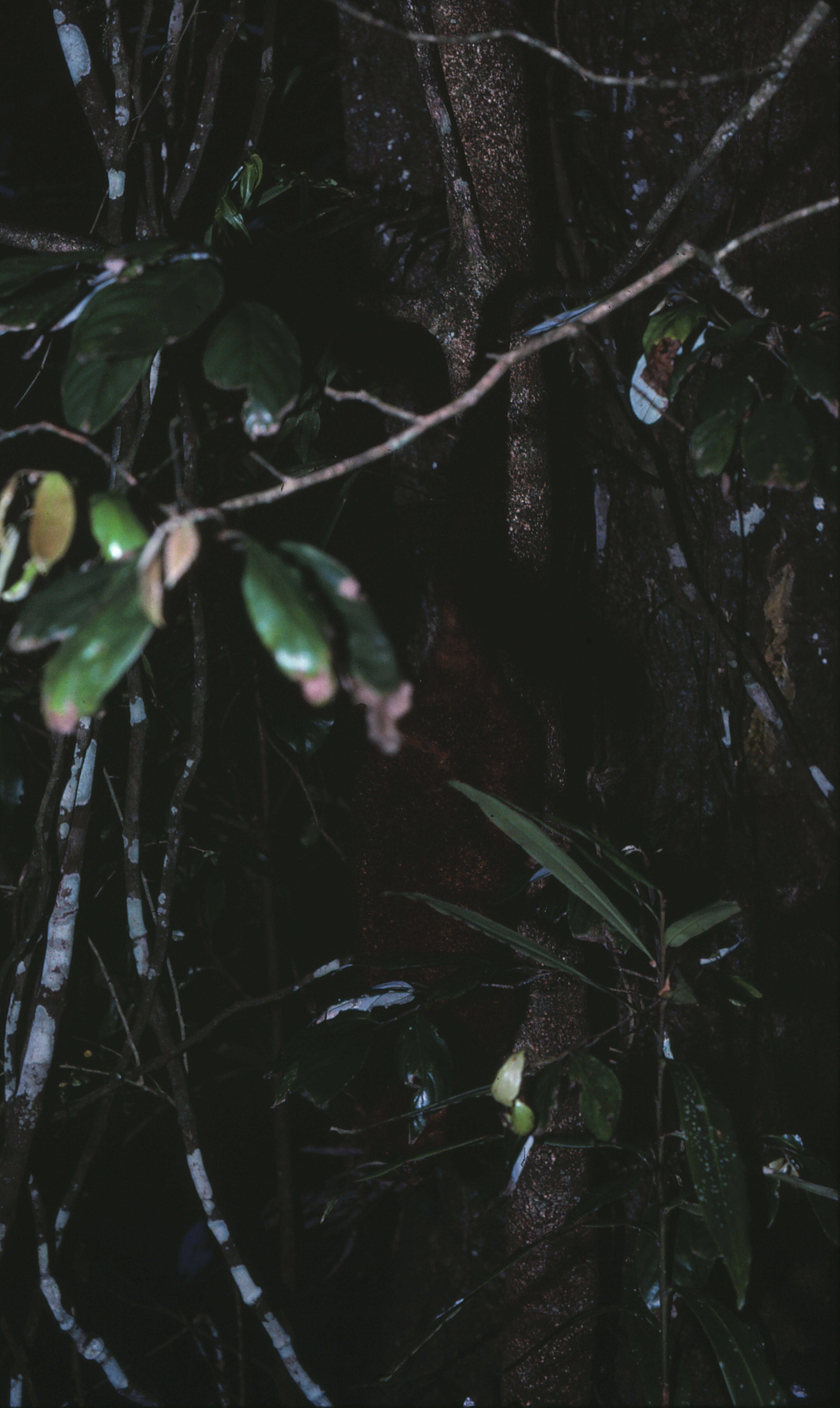 Image of Coppery Brushtail Possum