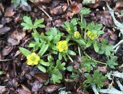 Image of pygmy buttercup