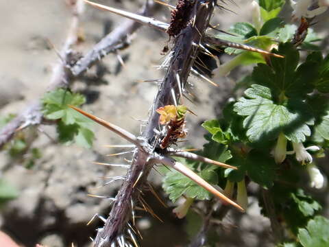 Image of prickly currant