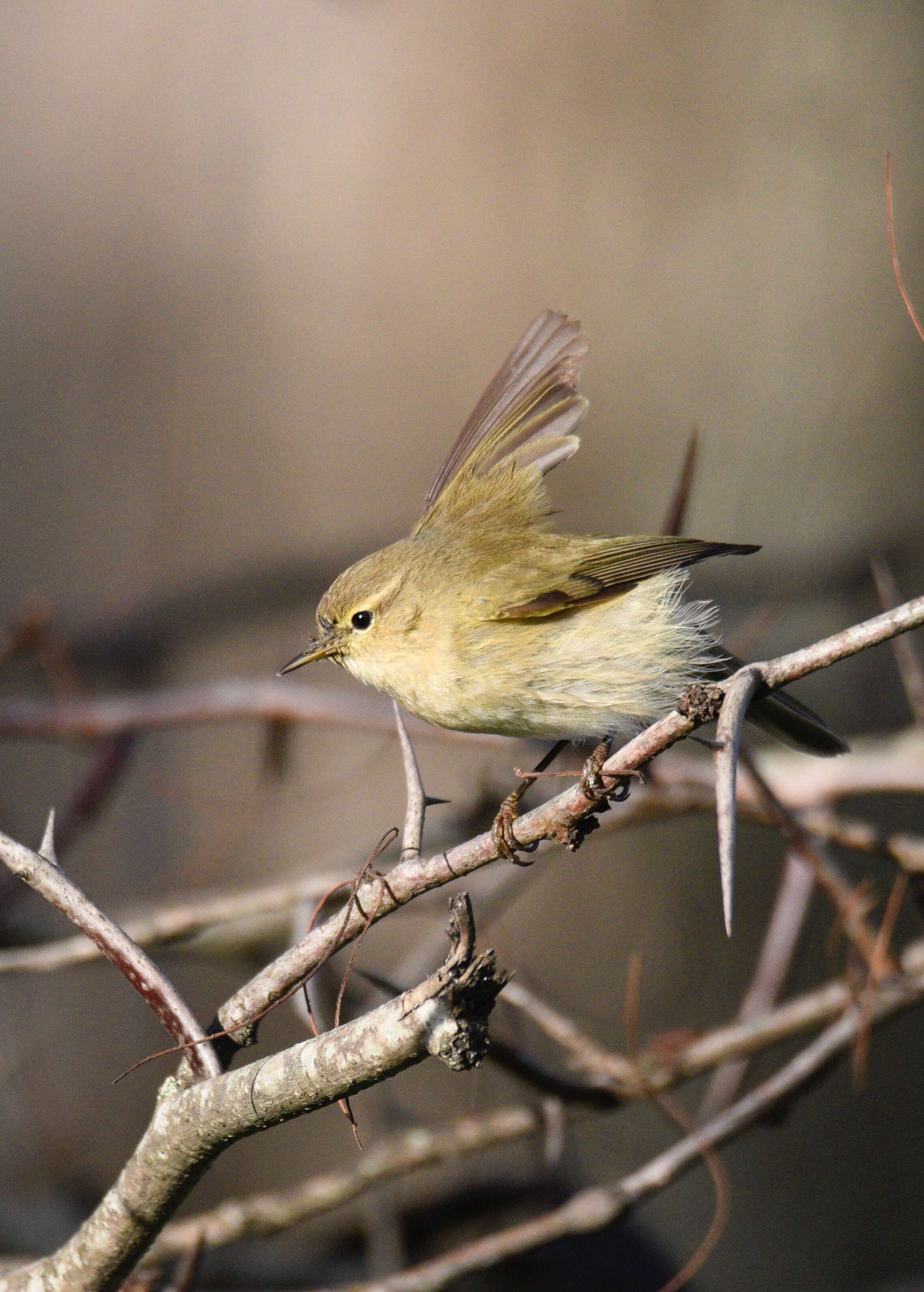 Image of Common Chiffchaff