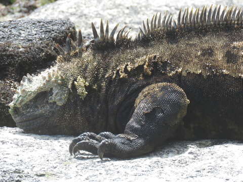 Image of marine iguana