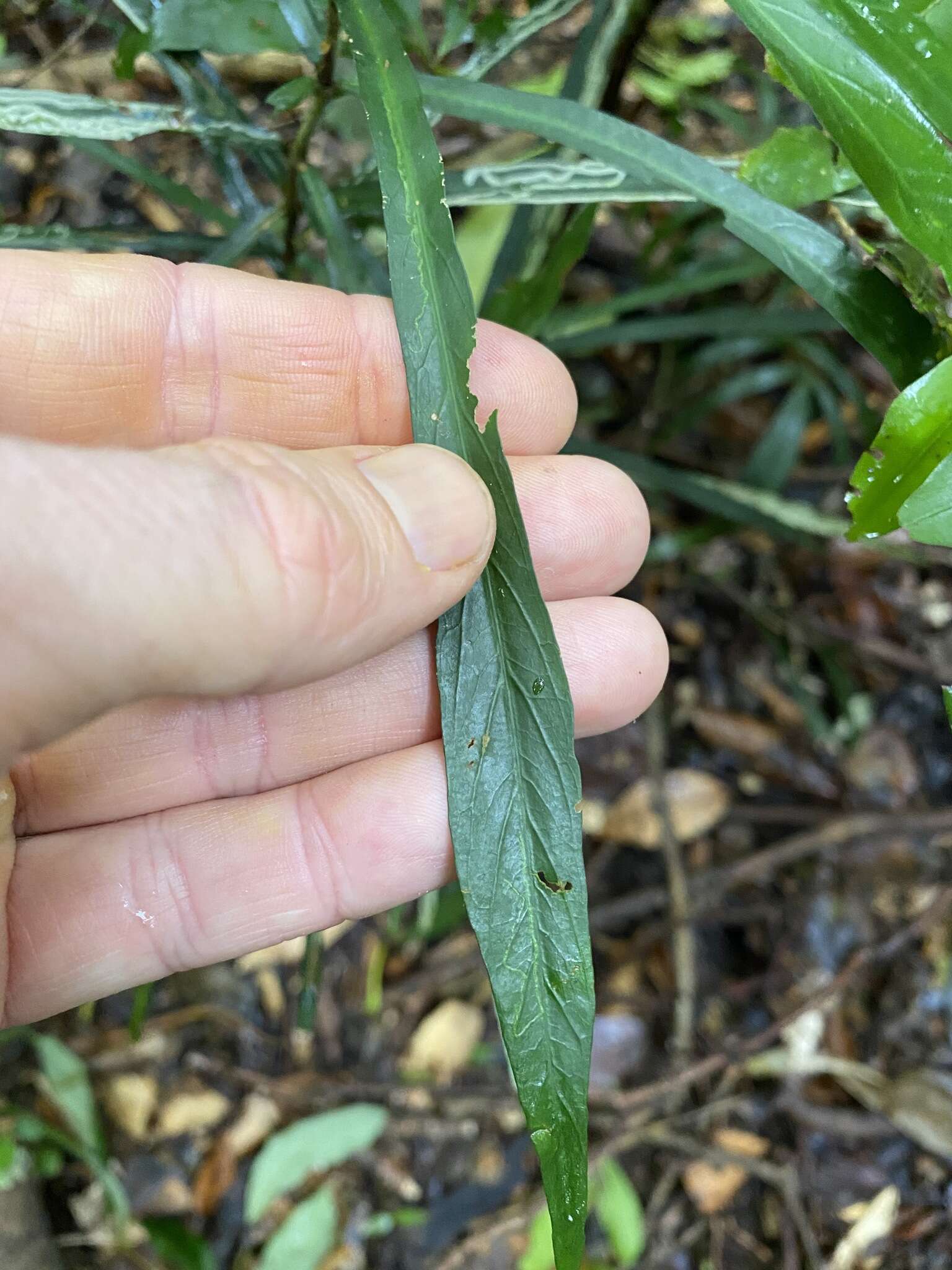 Image of Atractocarpus chartaceus (F. Muell.) Puttock