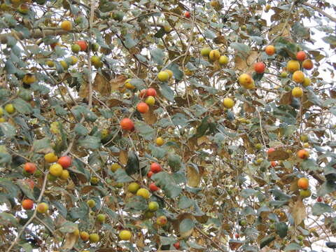 Image of Indian Jujube