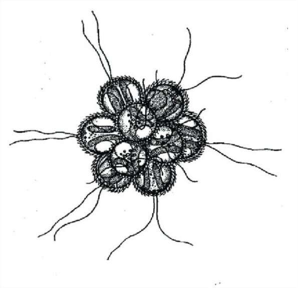 Image of Chrysophyceae