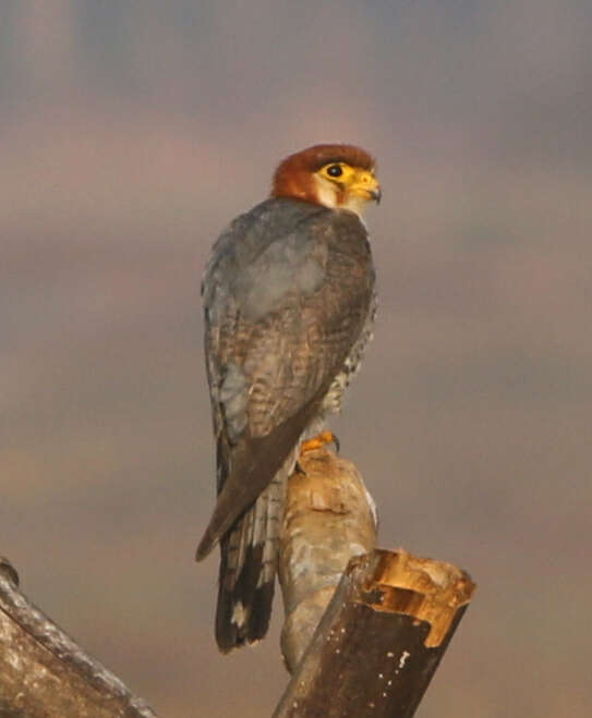 Image of Red-headed Falcon