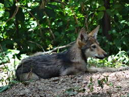 Image of Red wolf