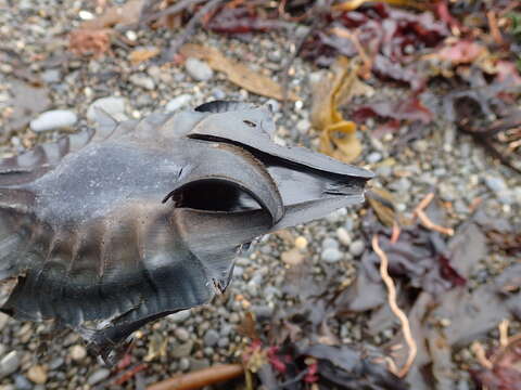 Image of Elephant Fish