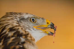 Image of Common Buzzard