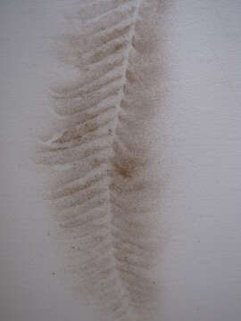 Image of Asian sword fern