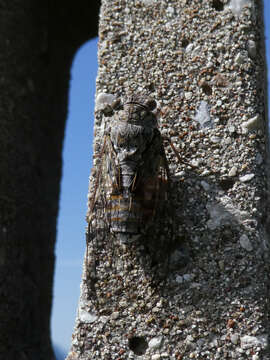 Image of Cicada orni Linnaeus 1758