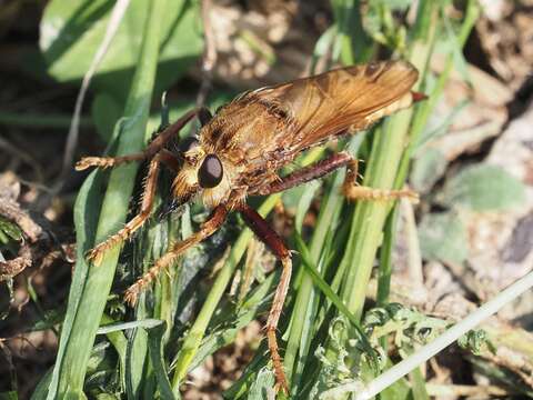 Image of Hornet robberfly