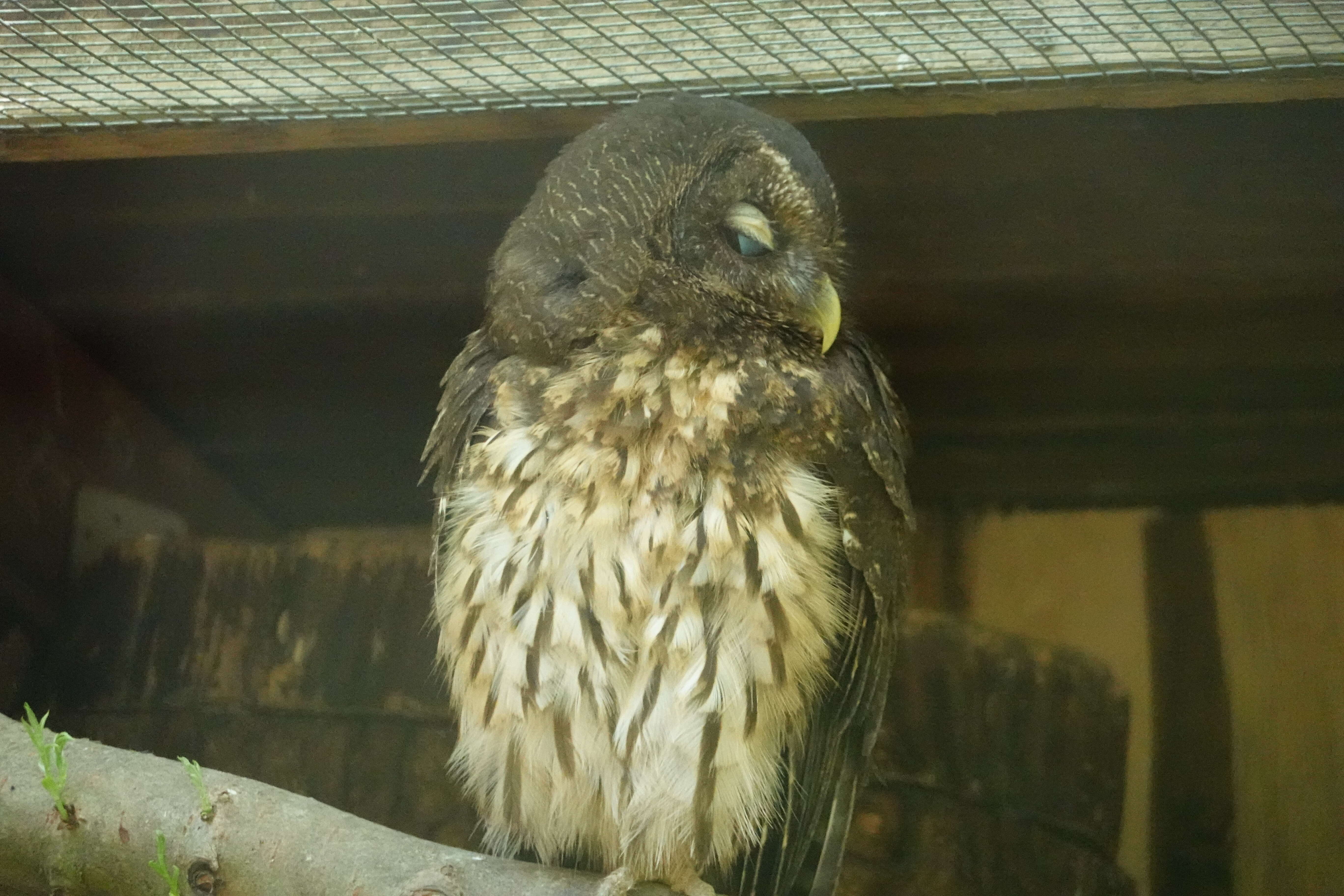 Image of Mottled Owl