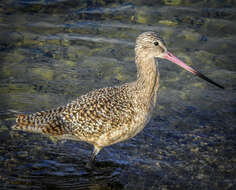 Image of Marbled Godwit