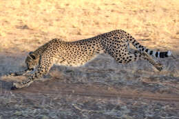 Image of Namibian cheetah