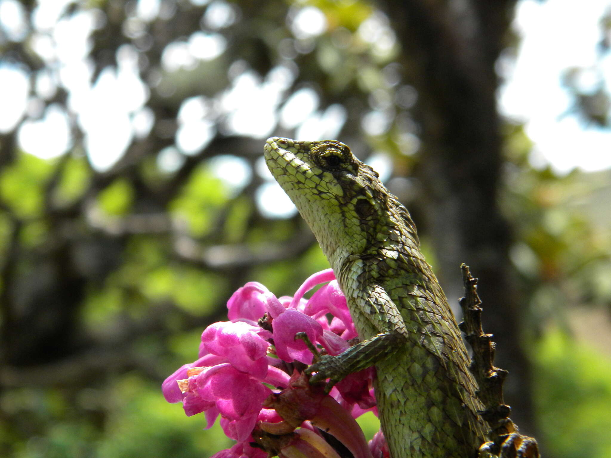 Image of Horsfield's Spiny Lizard