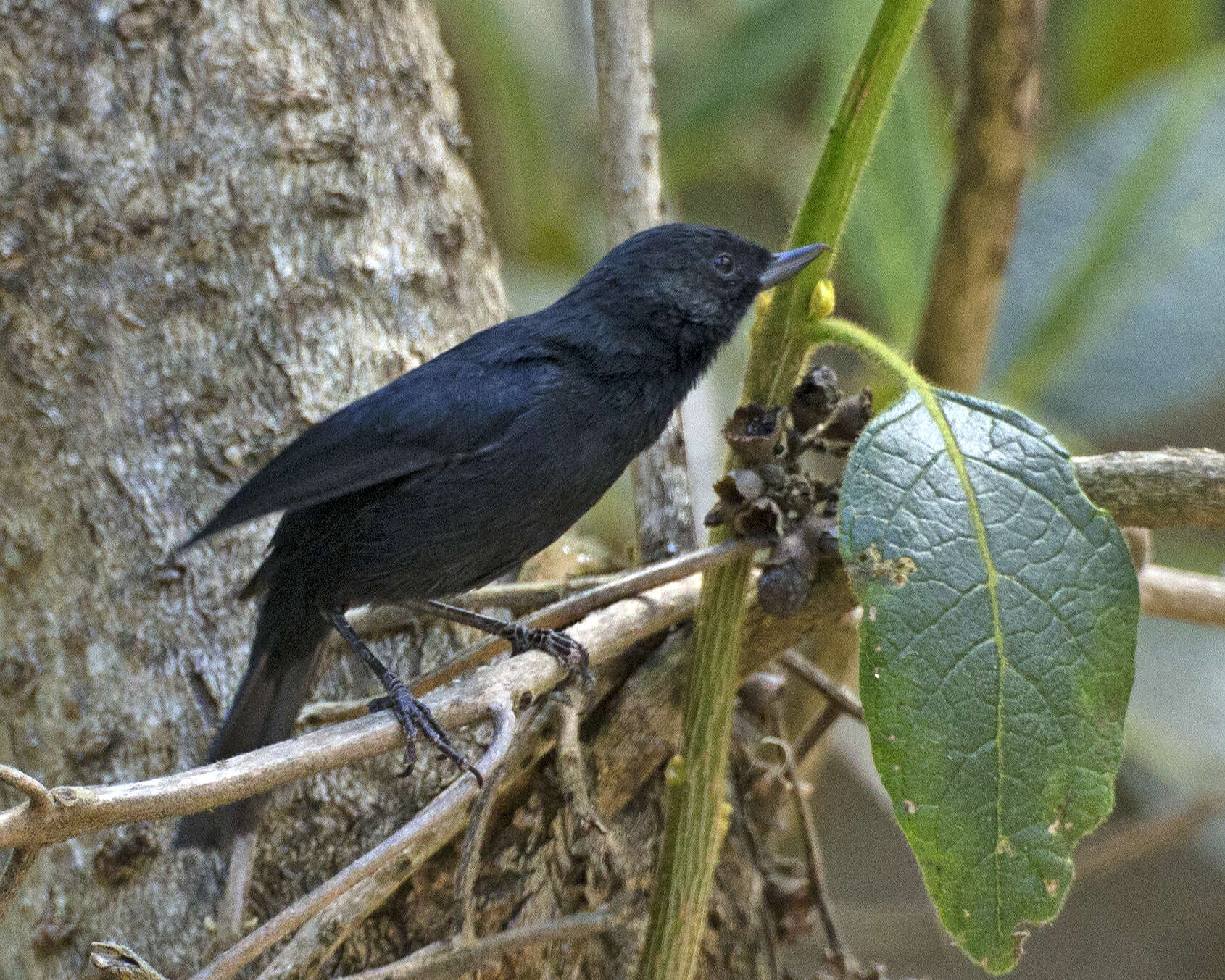 Image of Black Flower-piercer