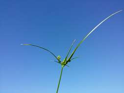 Image of Tall flatsedge