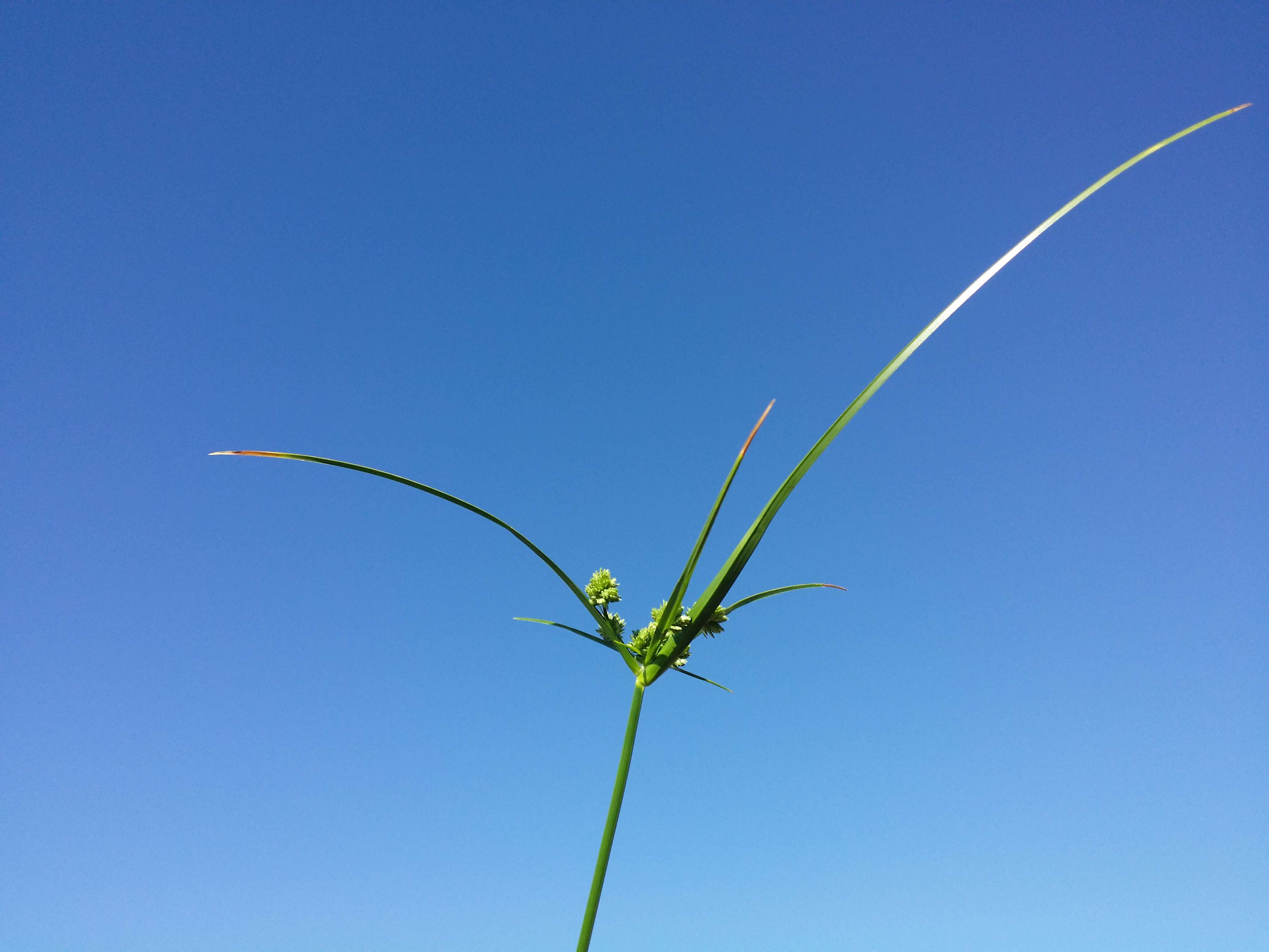 Image of Tall flatsedge