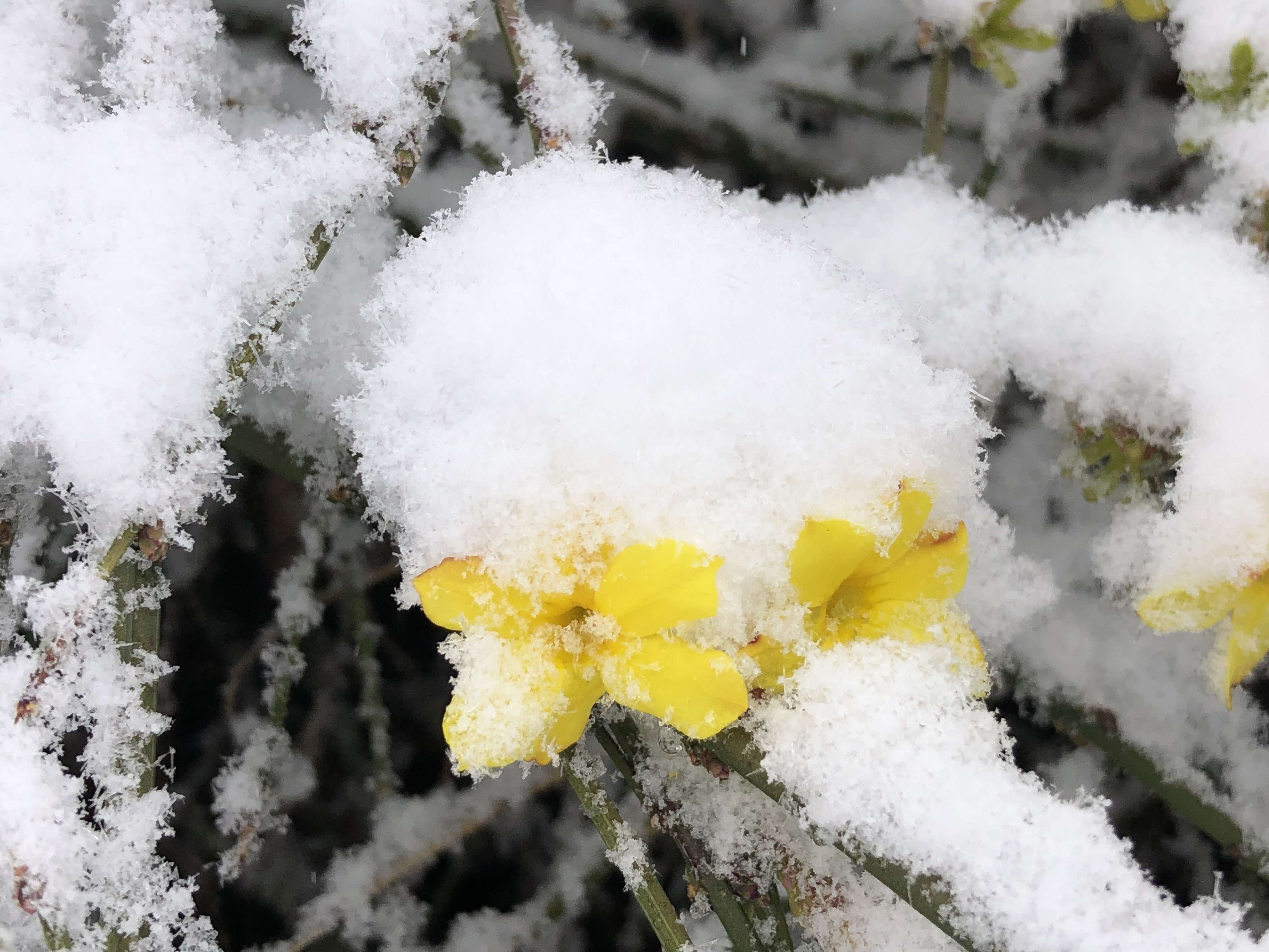 Image of winter jasmine