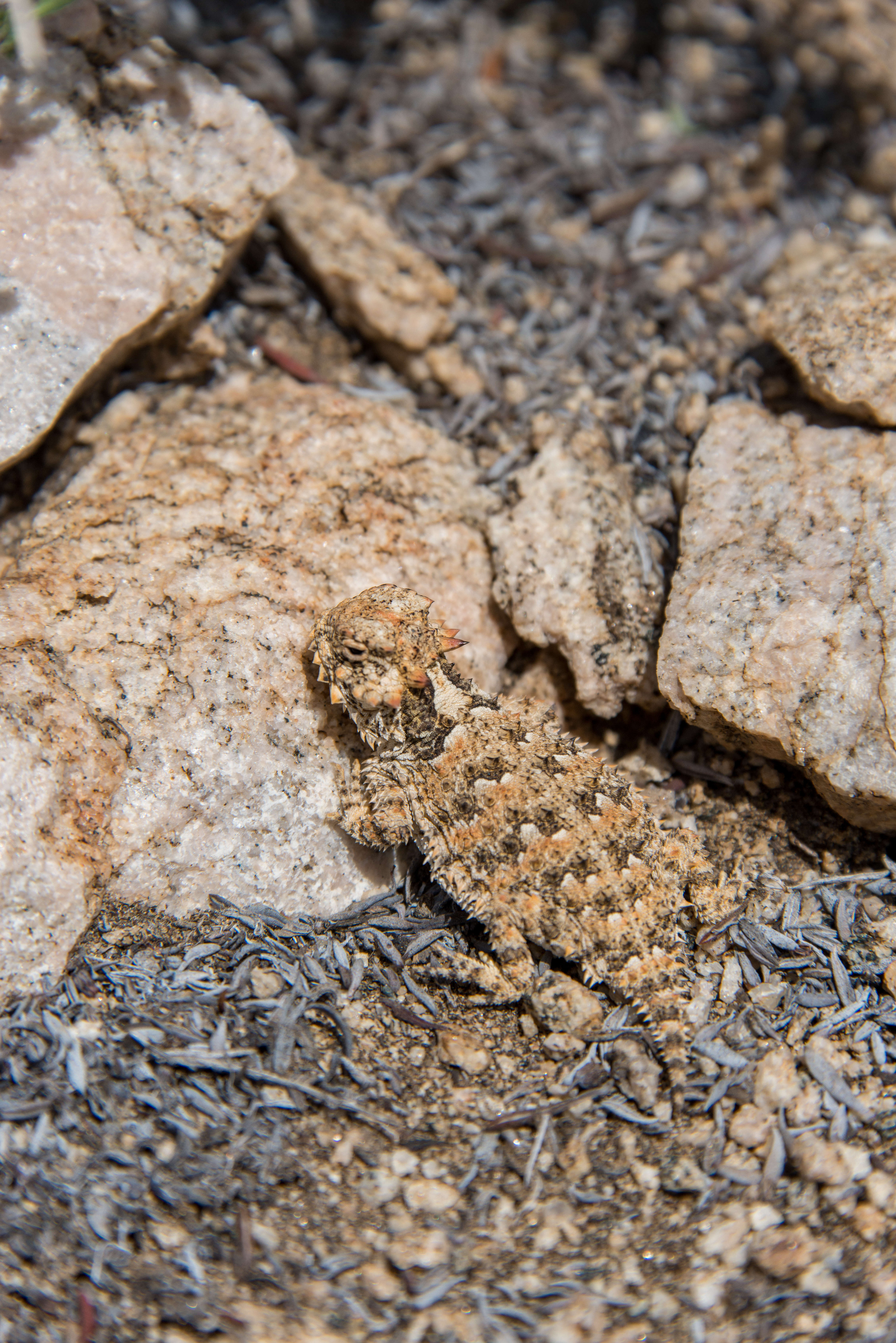 Image of San Diego Horned Lizard