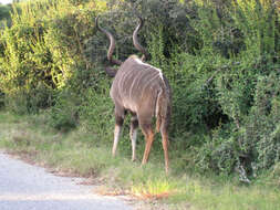 Image of Strepsicerotini