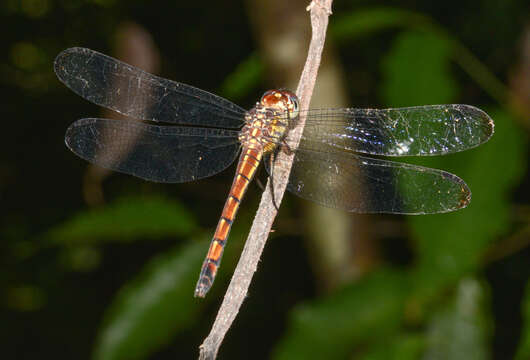 Image of Gray-waisted Skimmer