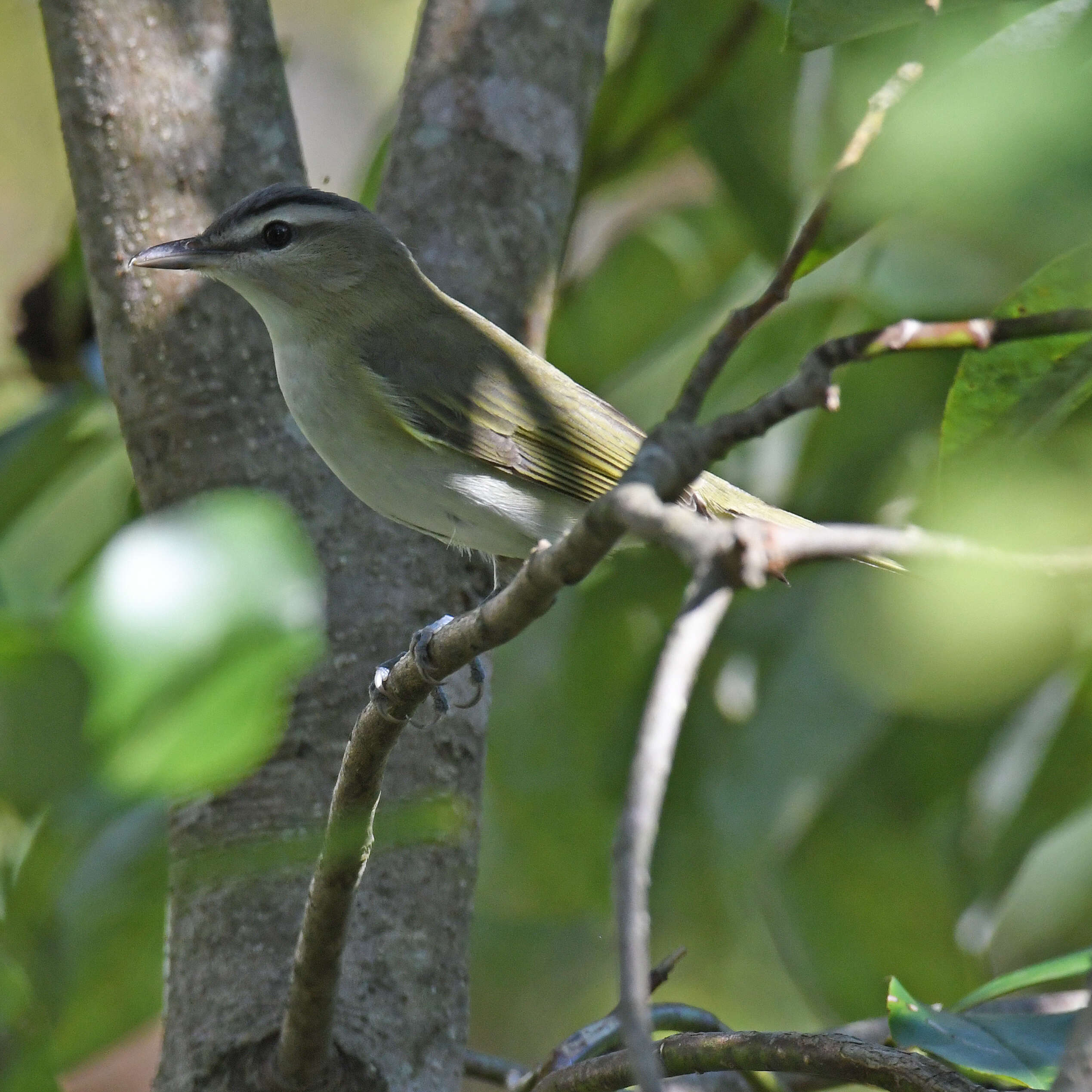 Image of Red-eyed Vireo