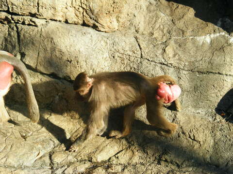 Image of hamadryas baboon