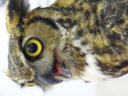 Image of Great Horned Owl