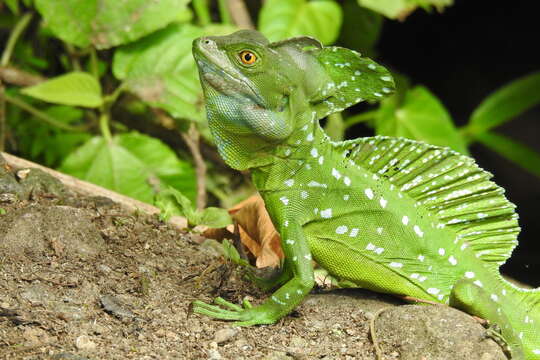 Image of Green Basilisk