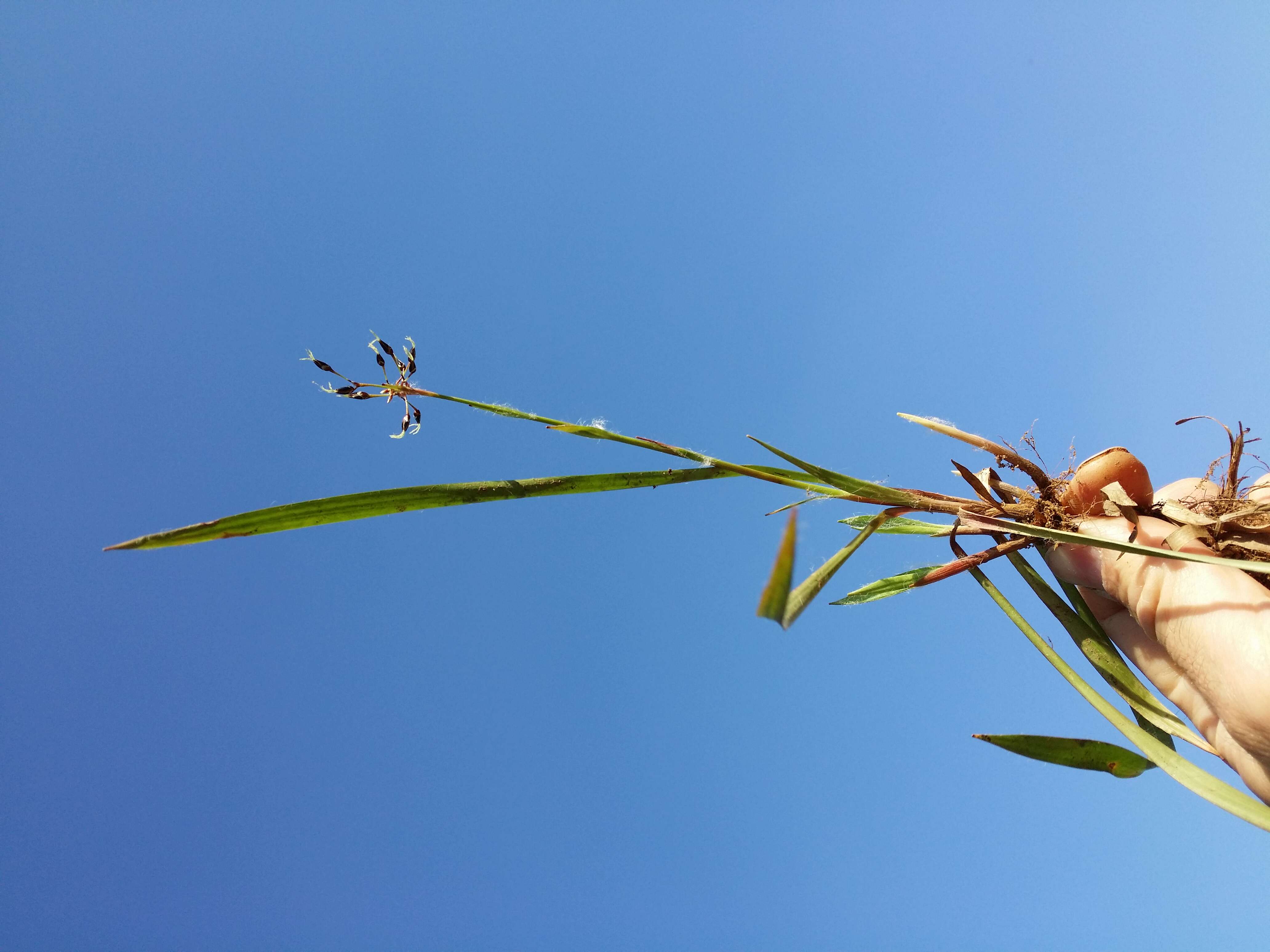 Imagem de Luzula pilosa (L.) Willd.