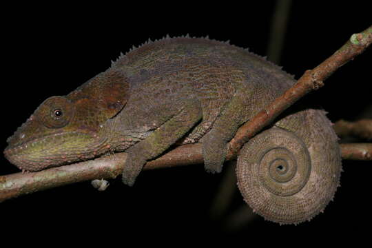 Image of Blue-legged chameleon