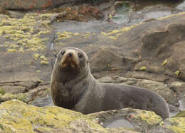 Image of Antipodean Fur Seal