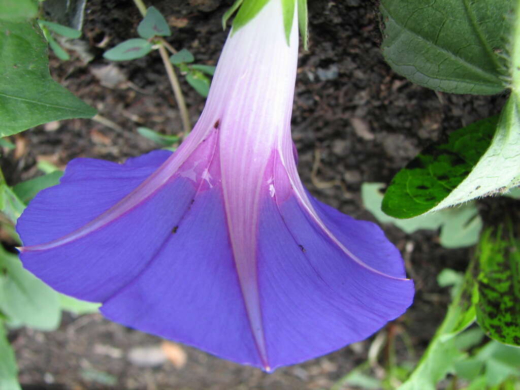 Image of tall morning-glory