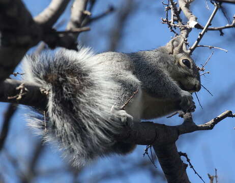 Image of Arizona Gray Squirrel