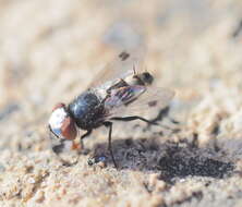 Image of flesh flies