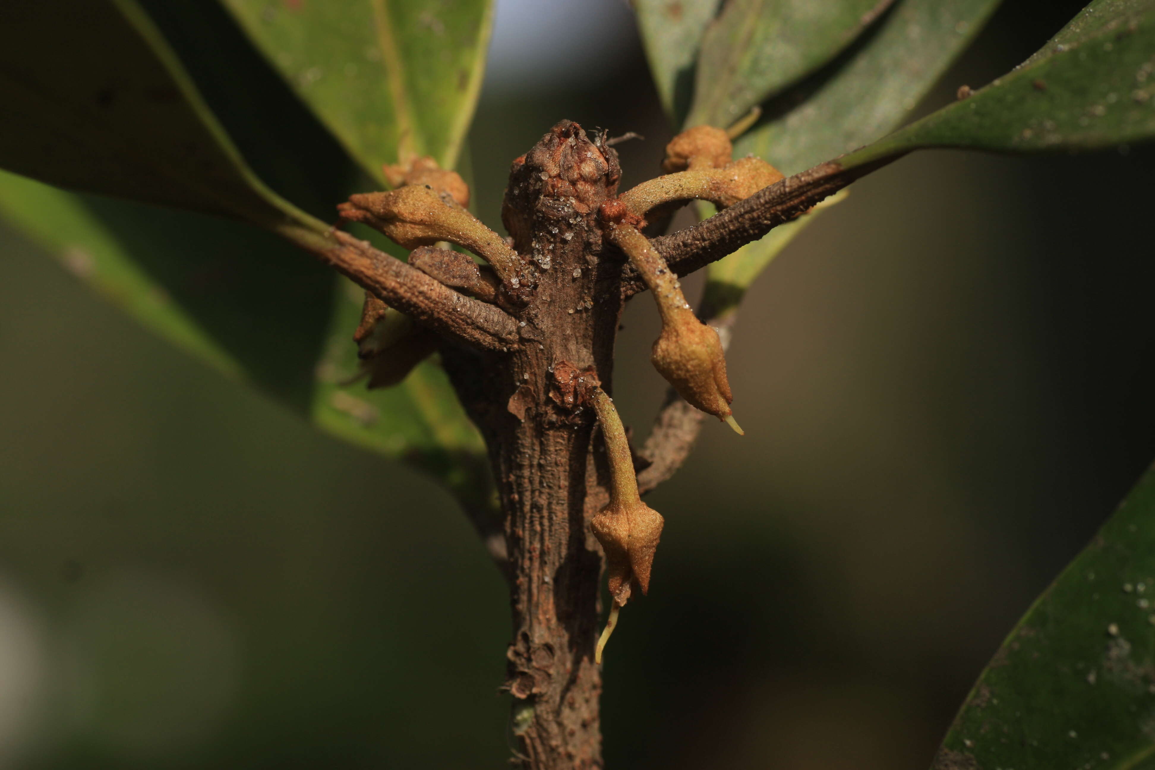 Palaquium ravii Sasidh. & Vink resmi