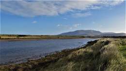 Image of European beachgrass