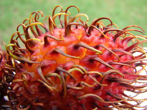 Image of rambutan