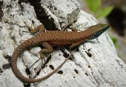 Image of Blue-throated Keeled Lizard