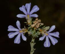 Image of Free-flowering Leschenaultia