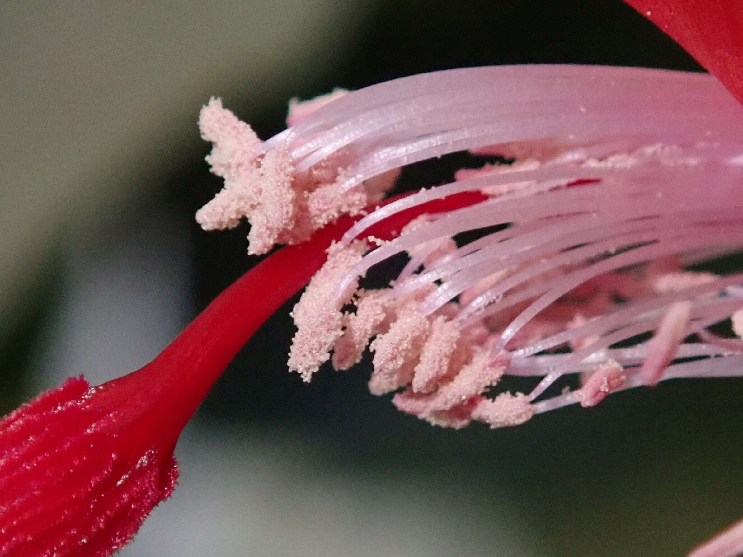 Plancia ëd Schlumbergera truncata (Haw.) Moran