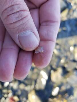 Image of jellyfish amphipods