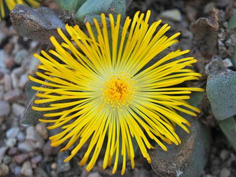 صورة Pleiospilos simulans N. E. Br.