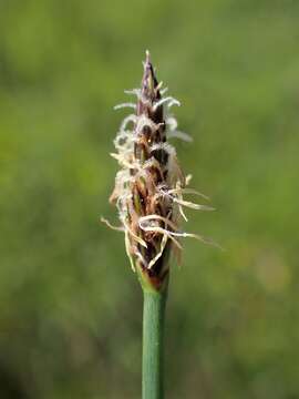 Image of Common Spike-rush