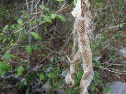 Image of Cuban Boa