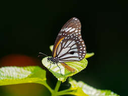 Plancia ëd Danaus (Anosia) melanippus Cramer 1777