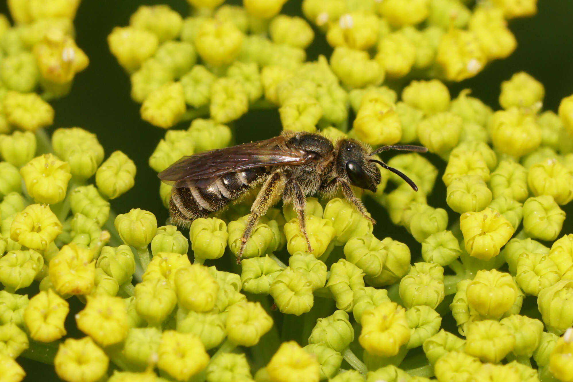 Image of Halictus confusus Smith 1853